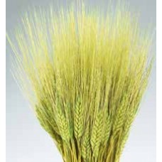 WHEAT Lt. Green 30"- OUT OF STOCK